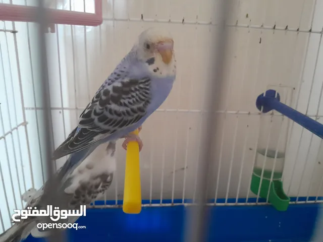 ثلاث عصافير بادجي (حب) للبيع