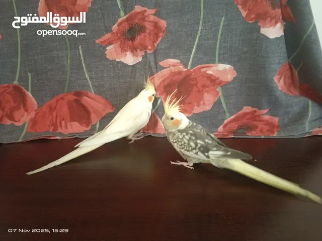 two breeding hand tamed cocktail for sale