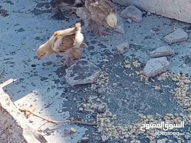 جاج بلدي راقد بدون بيض