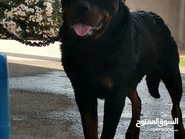 ذكر رود صربي