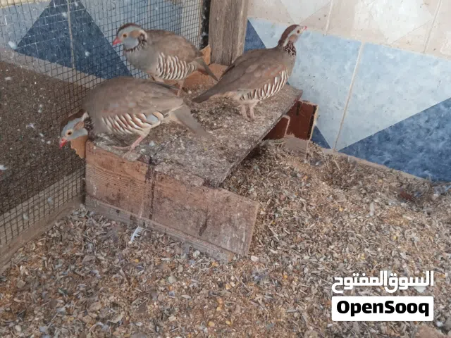حجل عدد 2 ذكور وأنثى
