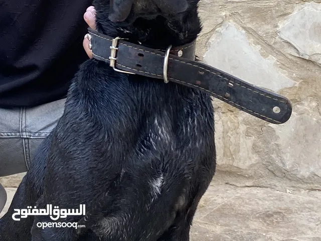 كلب مفقود ..