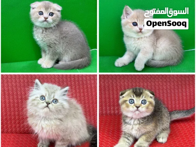 تبارك الله ماشاء الله سكوتش فولد وبرتش وهملايا كل قط الو سعر الاسعار ابتداء من 70 دينار