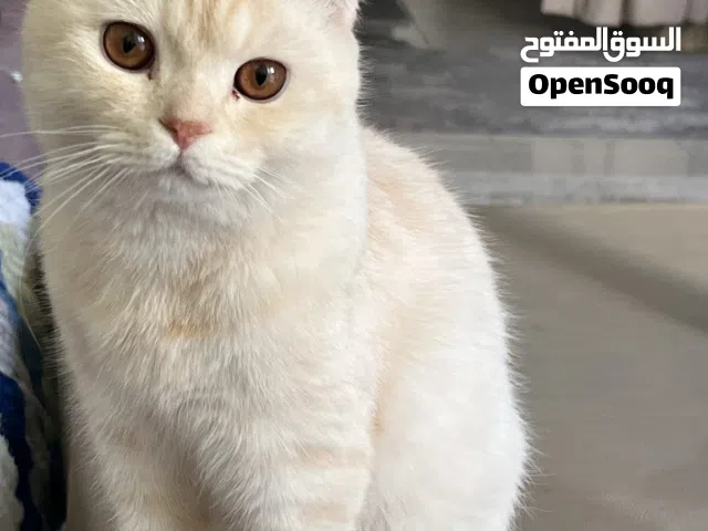 قط ذكر اسكوتش فولد للتزاوج في بيت الانثي وليس للبيع
