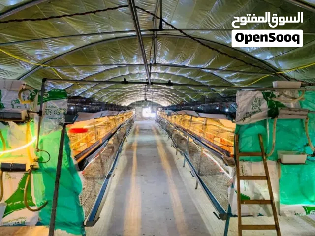 مزرعه دواجن للايجار تاسع 5000 طائر
