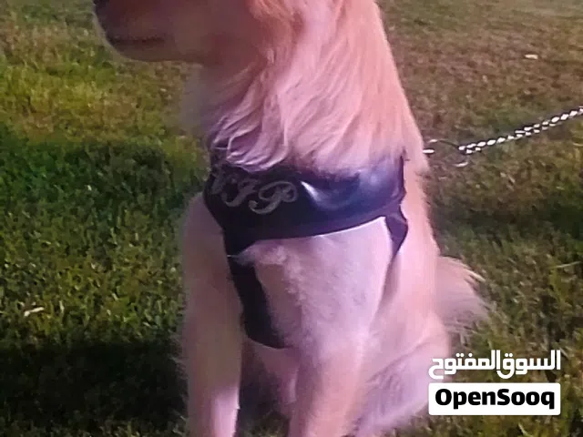 دكر تشواوا حاجه منظمه