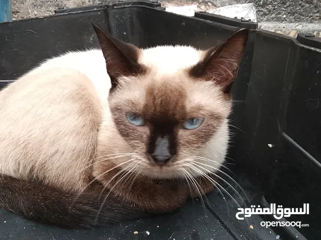 قطه سيامي ربي إبارك