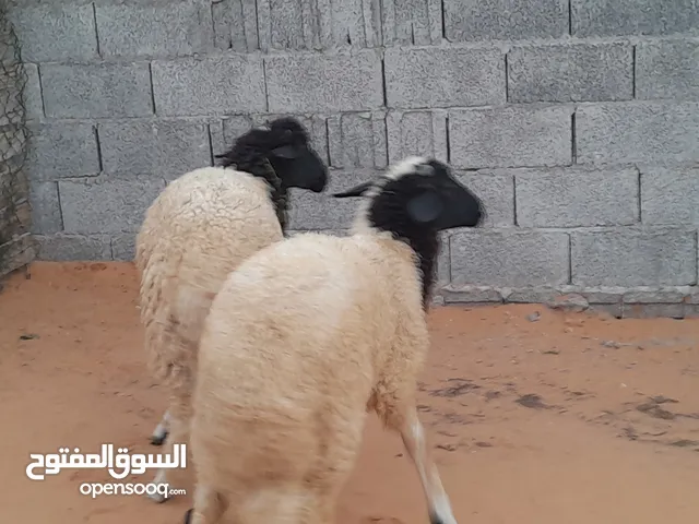 2 خرفان وطنيات الله يبارك غلاض عمرهم فوق 5شهور ونص محصنات ويضحو بادن الله سليمات