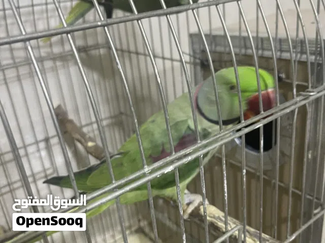 جوز كساندرا منتج وتليف