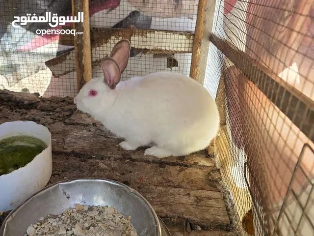 ذكر فرنسي للبيع شغال ميه ميه