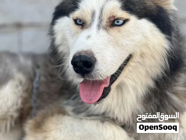 كلب هايسكي للبيع