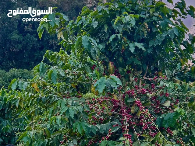 بن خولاني سعودي فاخر من عاصمة البن الدائر بني مالك