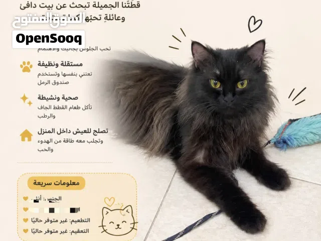 قطة للتبني مجانا