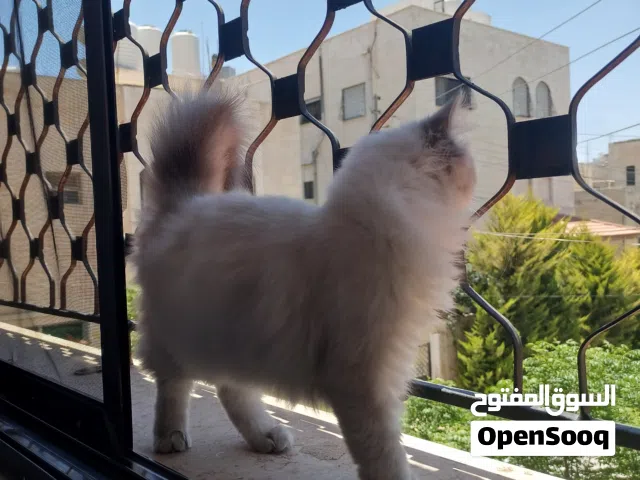 انثى سكوتش لونج هير