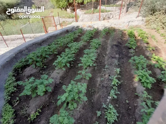 Farm Land for Sale in Al Batinah Liwa