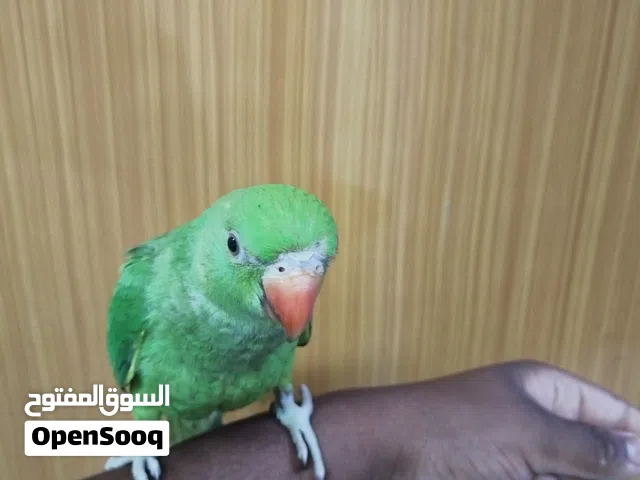دره هندي أليف