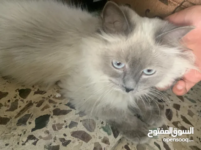بس شرازي مطعمه مع التر بوكس