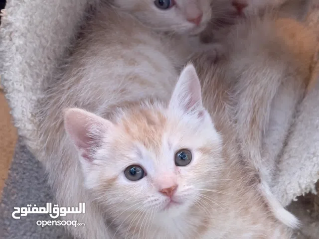 Scottish Bengal Unique Mix Kittens 1.5 Months.