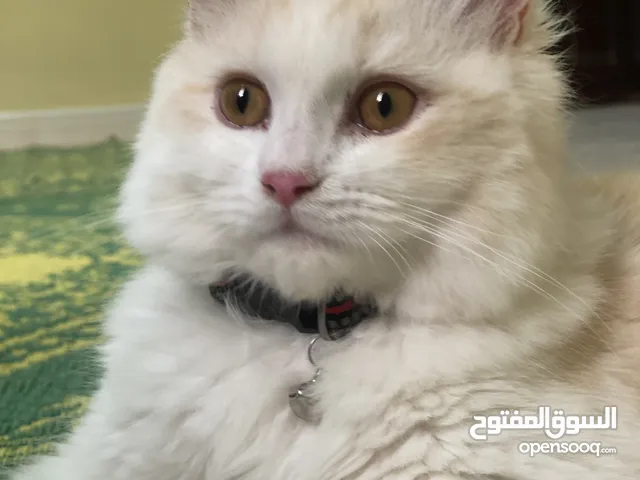 قط ذكر شيرازي