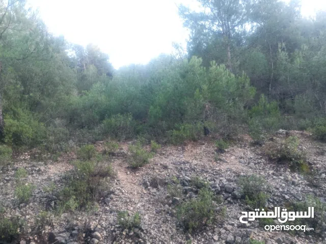 ارض للبيع في قرية عساف مساحة 4300متر سعر مميز 58000