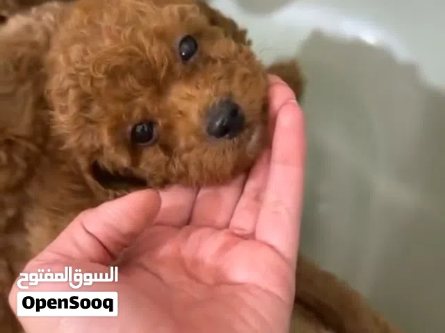 للبيع جراء توي بودل
