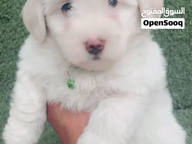 متاح جراء تيري