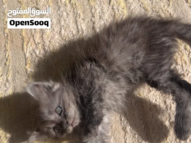 قطه شيرازي للبيع انثى العمر شهرين مطعم