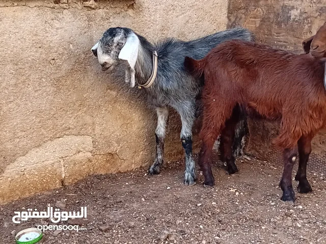 سخلتين شاميات نخب اول ماشاء الله