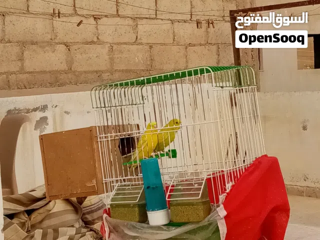 عصافير الحب