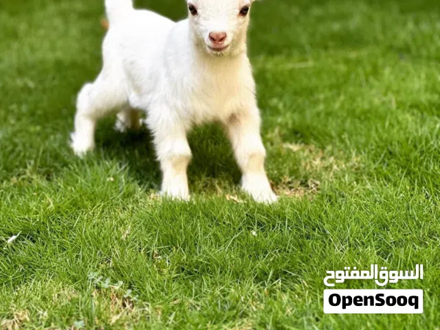 يتوفر لدينا اليوم عرض عن ماعز قزم صغير وكيوت للبيع
