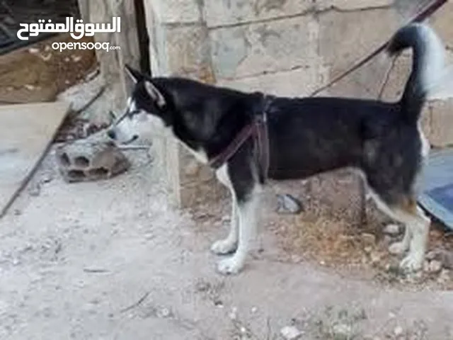 كلب هاسكي للبيع