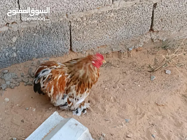 تلات فراريج استرالي اقر الوصف