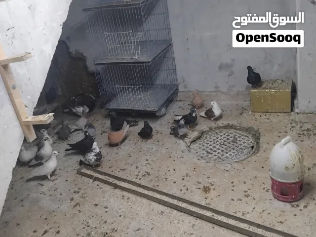 حمام مشكل للبيع كوم الثلاث في مجال انزل فيه
