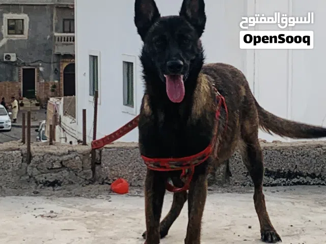 لتواصل رقم مفتوح واتساب فقد