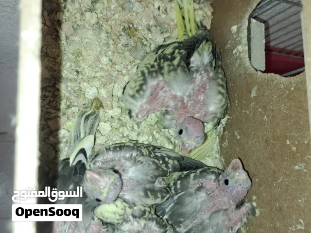 فراخ كوكتيل