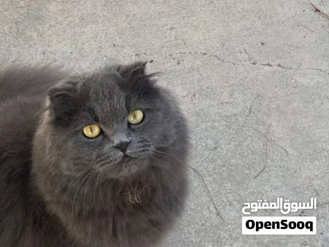 بيع القطه لولو