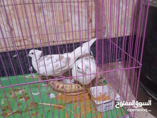 حمامه ياكريم الزوج 15وبيهن مجال