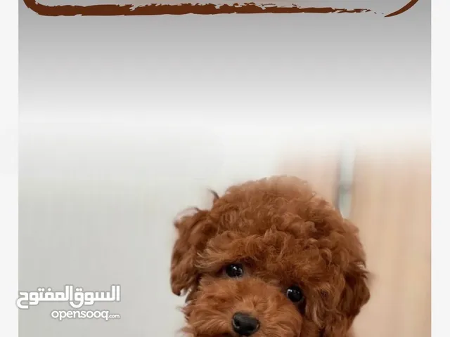 Toy Poodle - Tea Cup ( puppy ) - Female