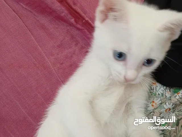 قطط شيرازي شهرين لتبني لعوبين ومرحين متعودين على كلشي مجانا