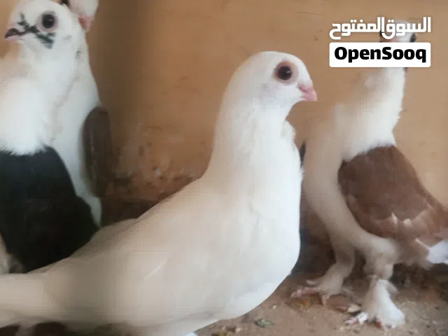 زوز كوبيات مصري