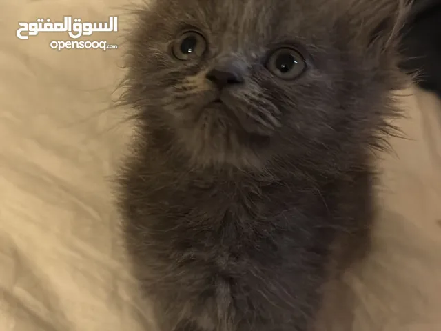 سكوتش استريت من ام سكوتش واب هملايا