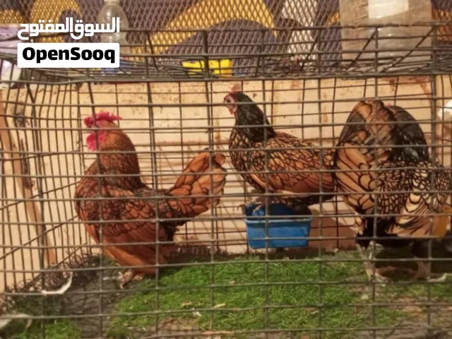 كوبية دجاج سبريت درجه أوله