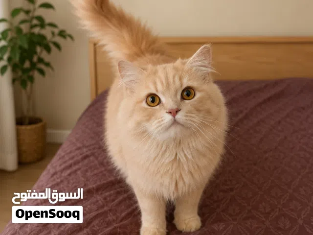 برتش شورت هير 1 وشيرازي 2 كريمي