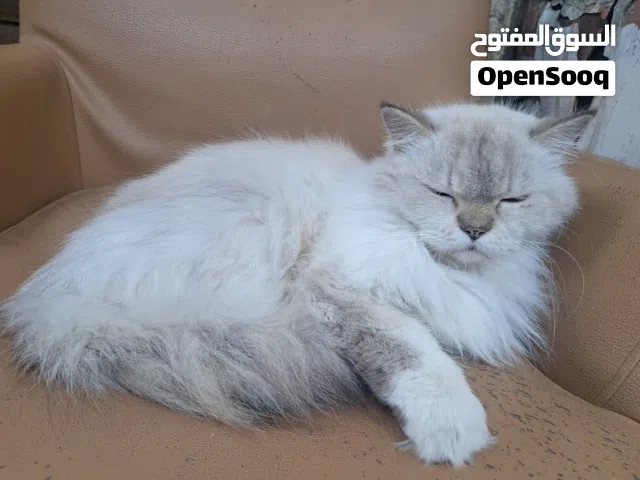 good cat but witch catalog