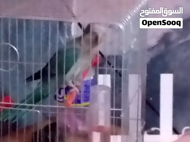 ببغاء كويكر