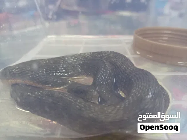 فرخ افعة صغير