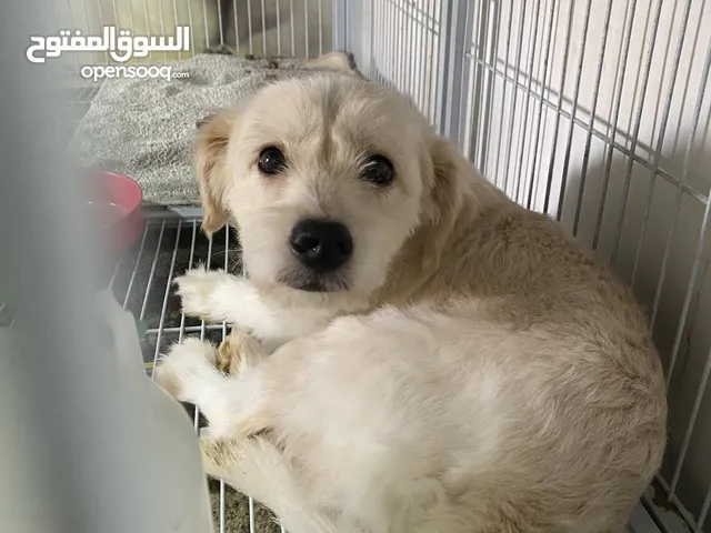 كلب للبيع في الرياض
