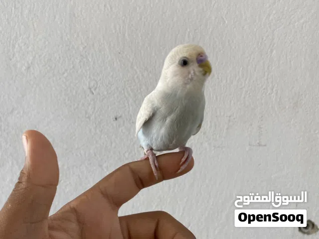 عصفور بقلينو مروض داخلي