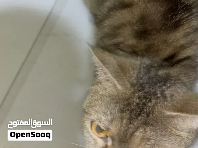 قطة مرمية في حي الريان تحتاج متبني وشخص يخاف الله فيها واحتمال ان نوعها فيه هجين سكوتش او برتش