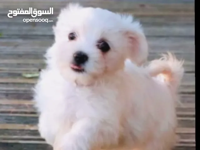 chien kanich bichon maltais nien